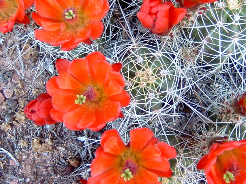 Cactus flowers