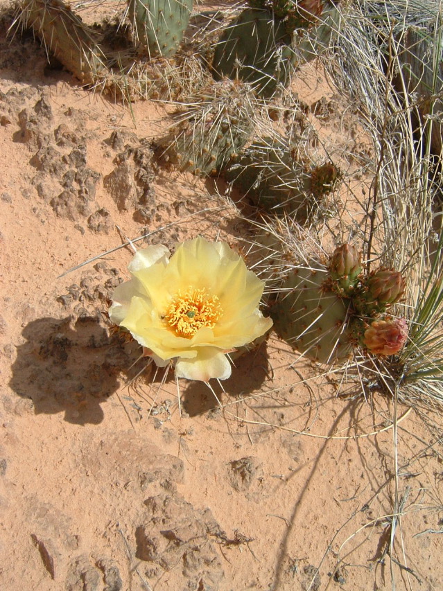 Cactus Flower